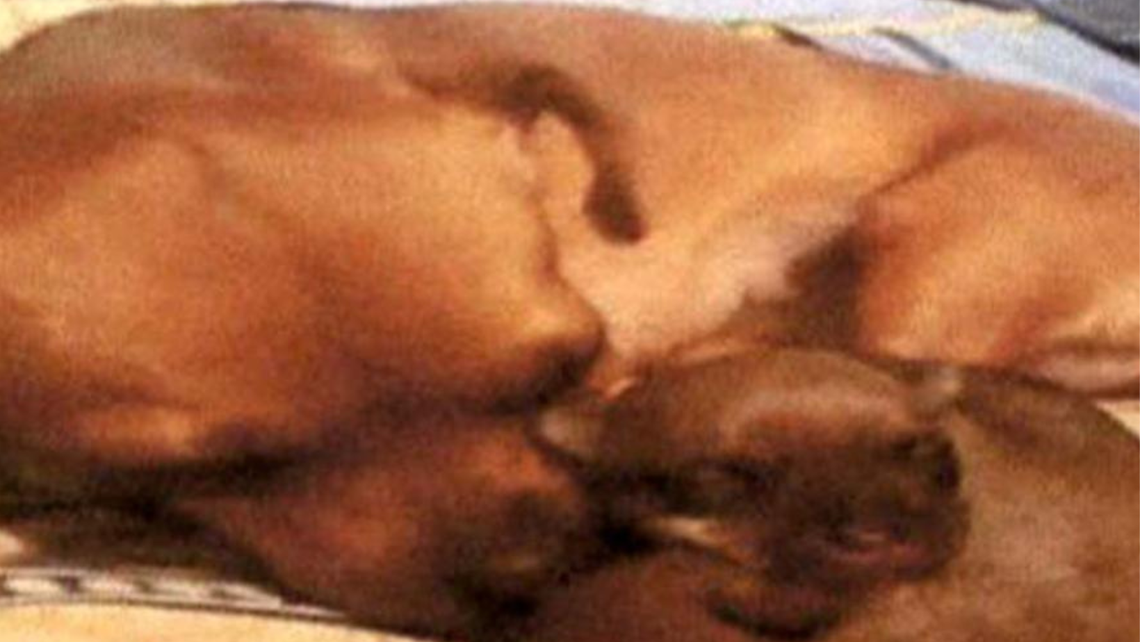 Judicializado falso veterinario por presuntamente agredir perros