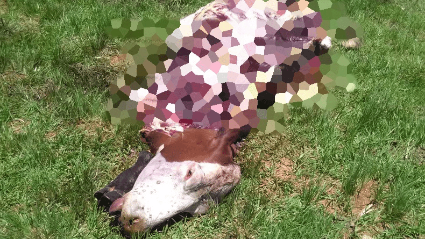 Banda de cuatreros aterroriza a ganaderos en Coyaima