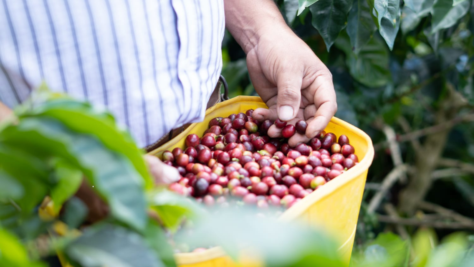 El Tolima tendrá su propia feria internacional de café