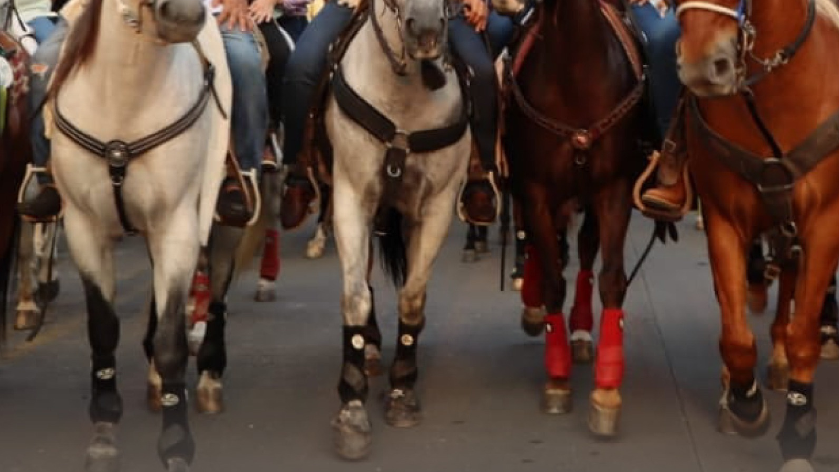 Procuraduría pide al Alcalde suspender la cabalgata