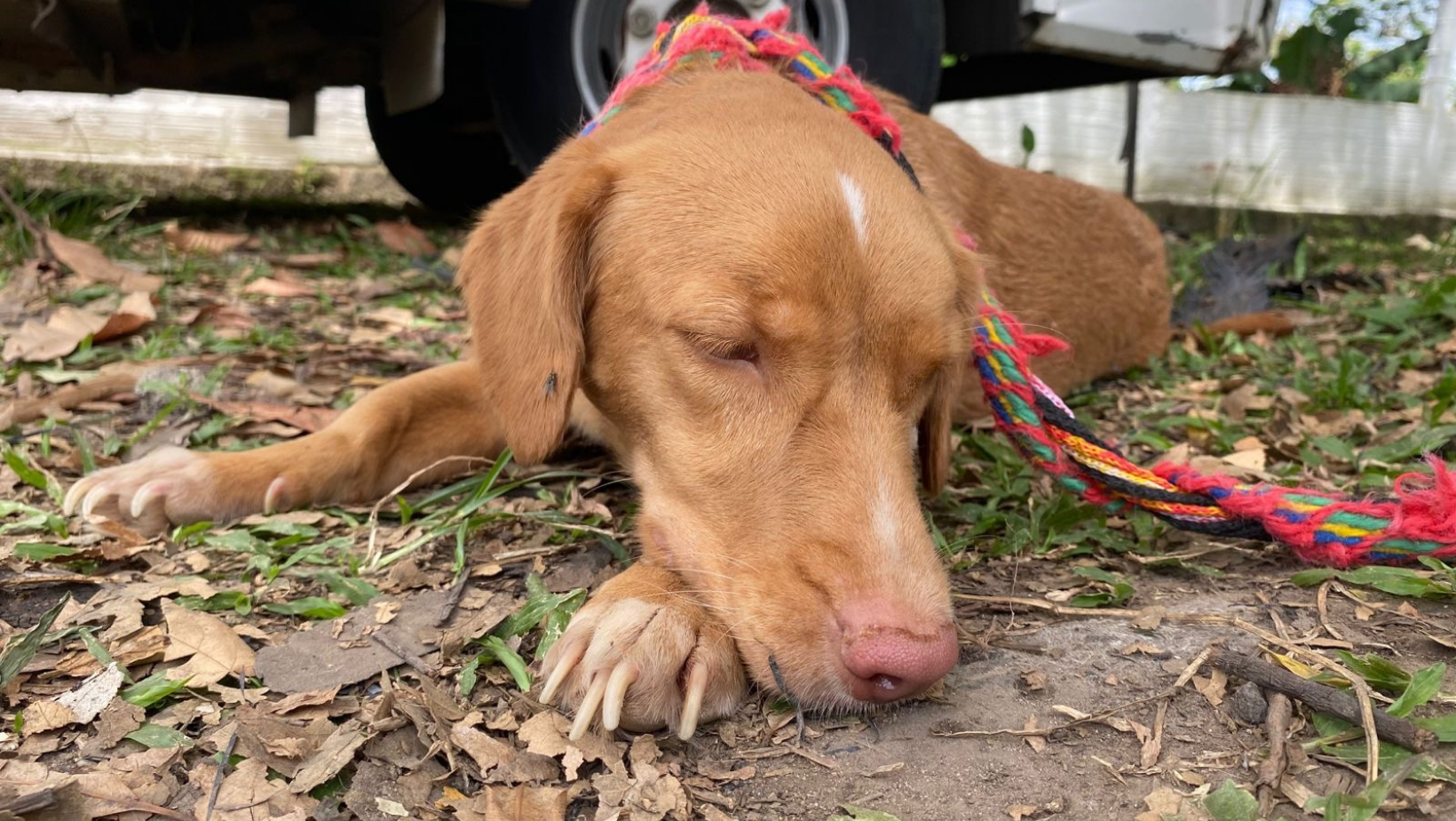 <strong>Todos los animalitos del CAPA están esterilizados </strong>