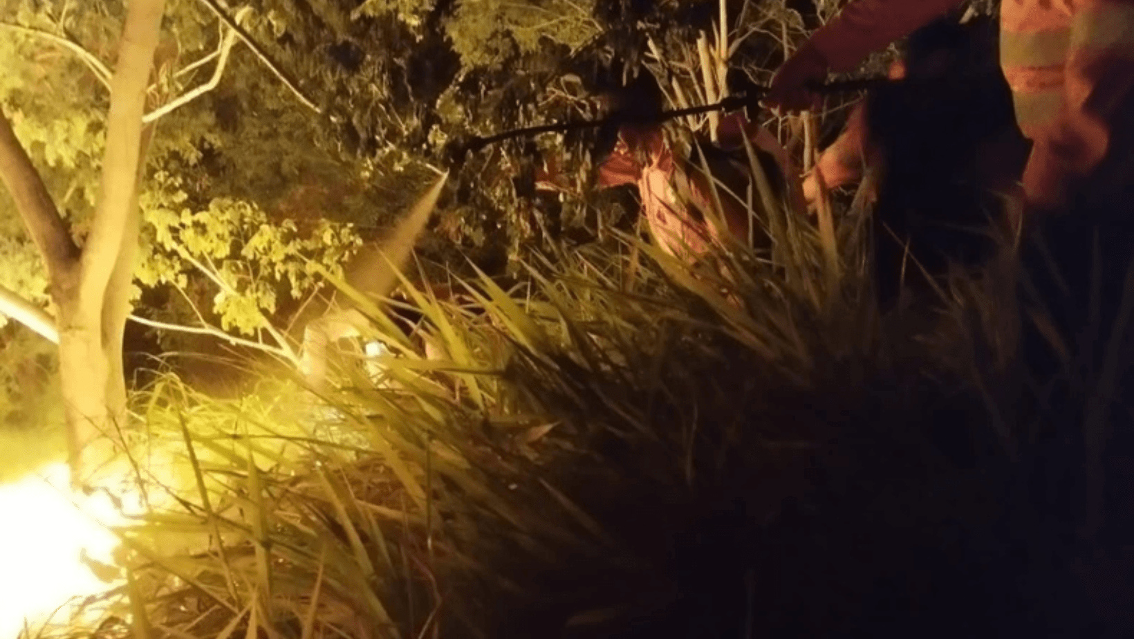 Incendio forestal en mina La Esmeralda de San Luis