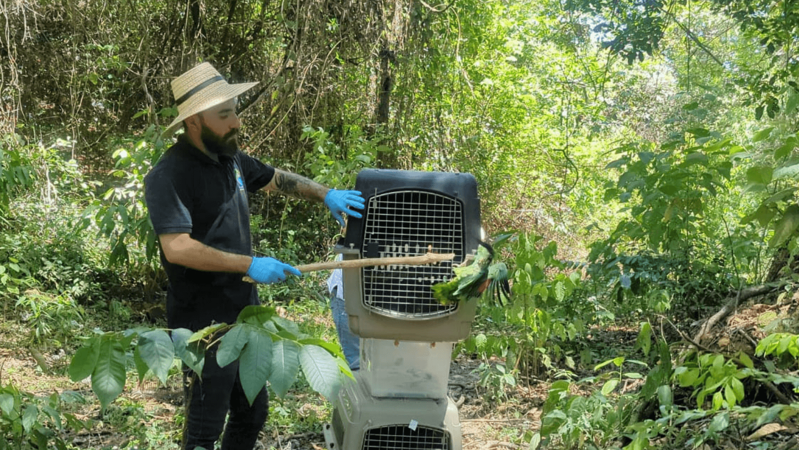 Con la liberación de 22 animalitos, Cortolima celebró el Día Nacional de la Fauna silvestre Con la liberación de 22 animalitos, Cortolima celebró el Día Nacional de la Fauna silvestre