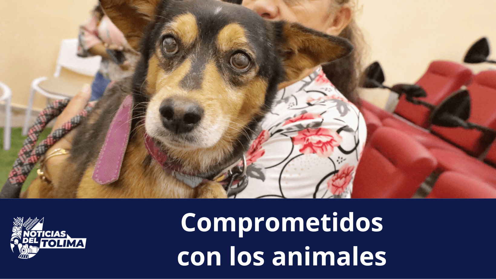 <em>Mas de 700 animales han sido atendidos gracias al convenio entre la Gobernación y Hospital Veterinario de la UT</em>