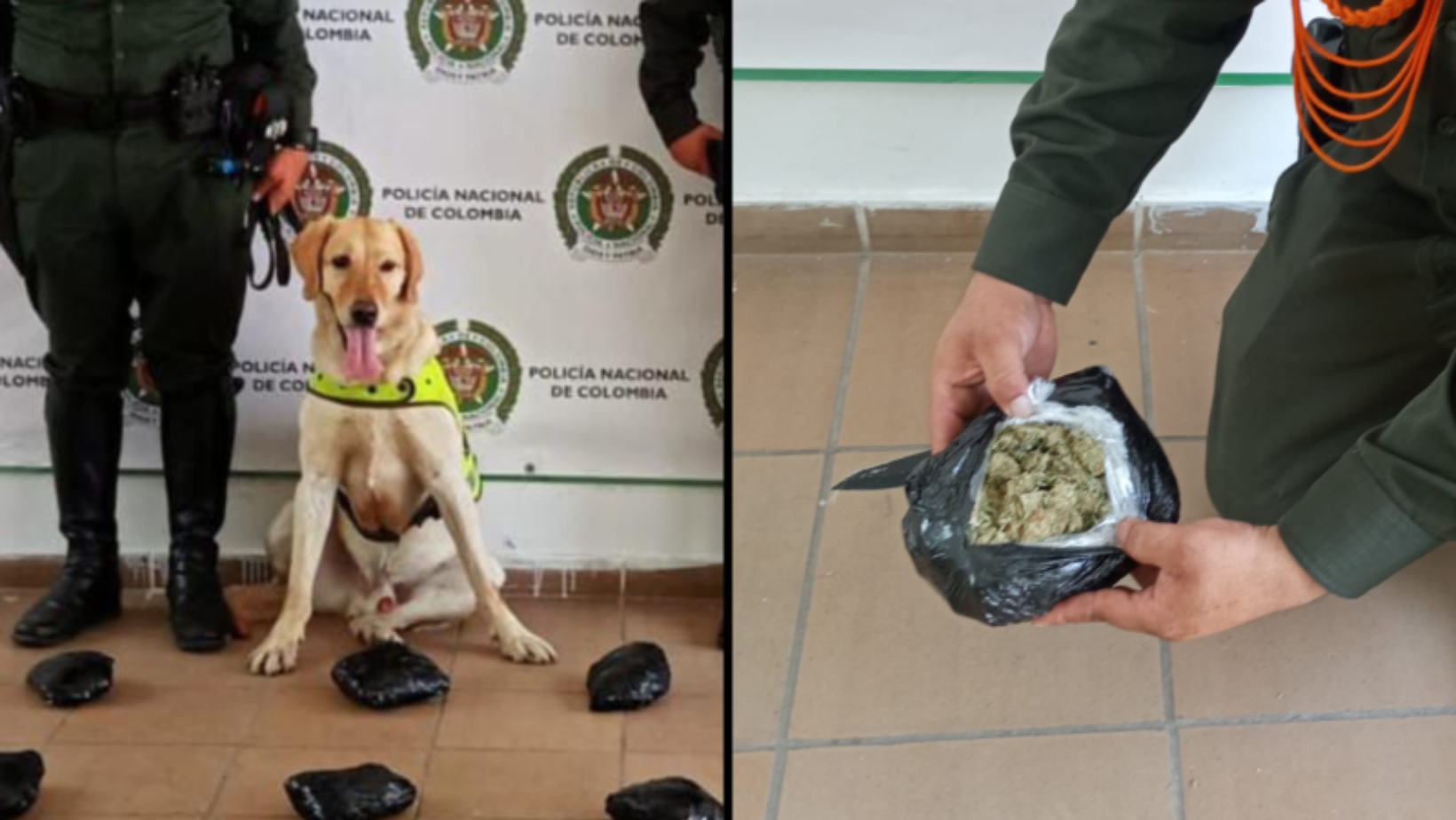 Iván el canino antinarcóticos descubre cargamento de marihuana en carretera de Tolima