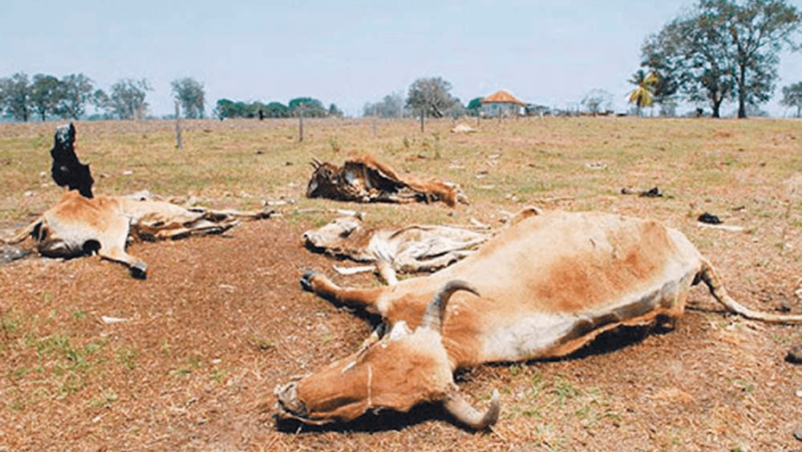 Ola de calor en el Tolima provoca pérdidas del 15% en cultivos