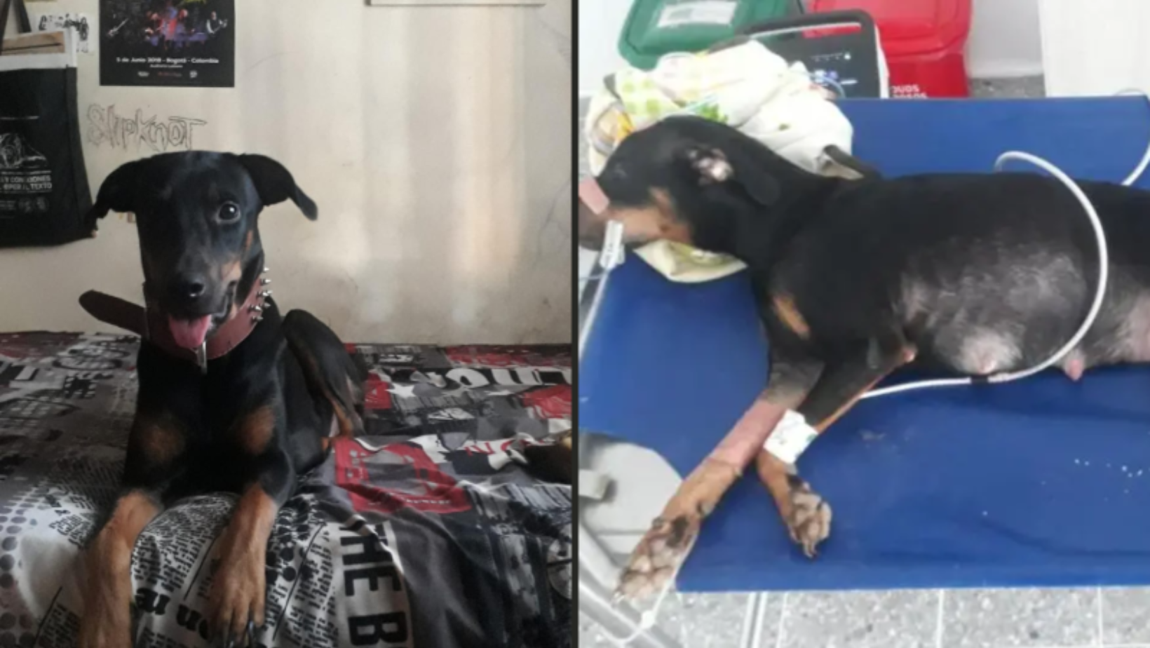 Perrita muere tras brutal golpiza del vigilante del barrio Santa Ana en Ibagué