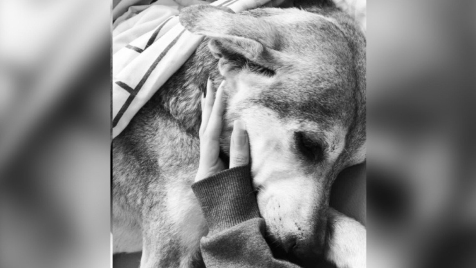 Falleció el perrito encontrando en caño de Ibagué al parecer por maltrato animal