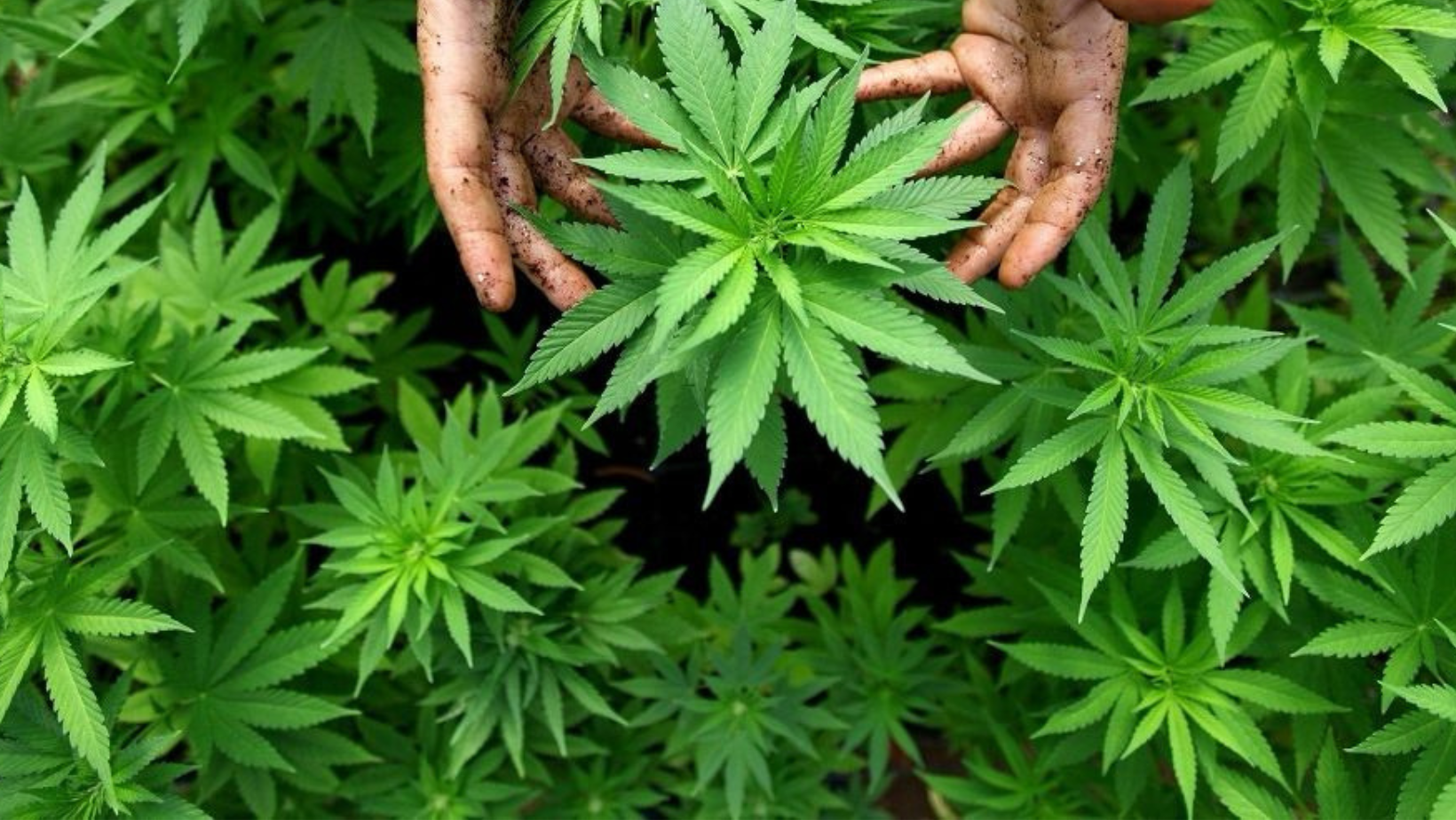 <em>Polémica en el Senado tras hundimiento del proyecto que buscaba legalizar la comercialización del cannabis</em>