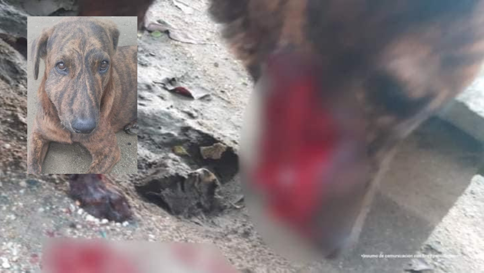 Fiscalía judicializa agresores de perritos en Alpujarra e Ibagué; uno de los animales falleció por los maltratos