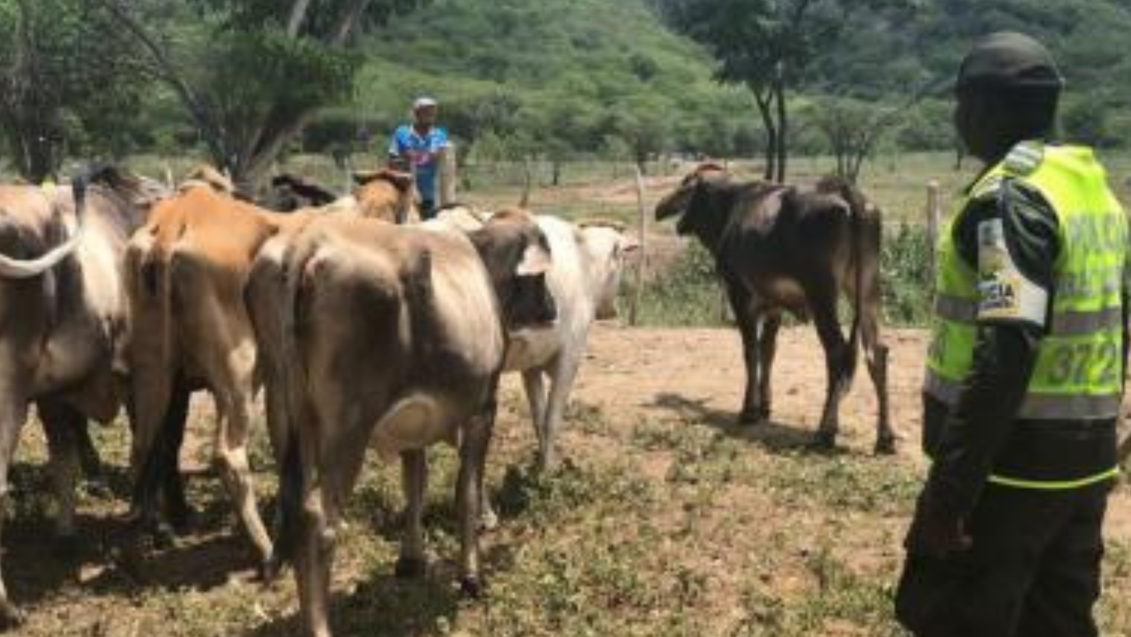 ¡Pilas ganaderos! Banda dedicada al abigeato está operando en el centro del Tolima