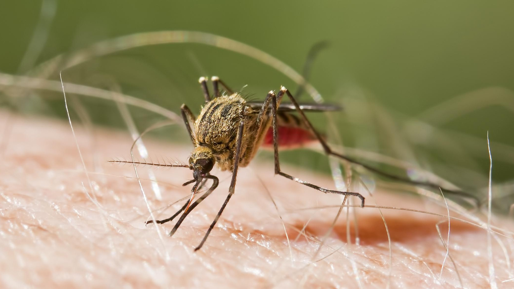 Ortega en la mira de las autoridades por brote de malaria