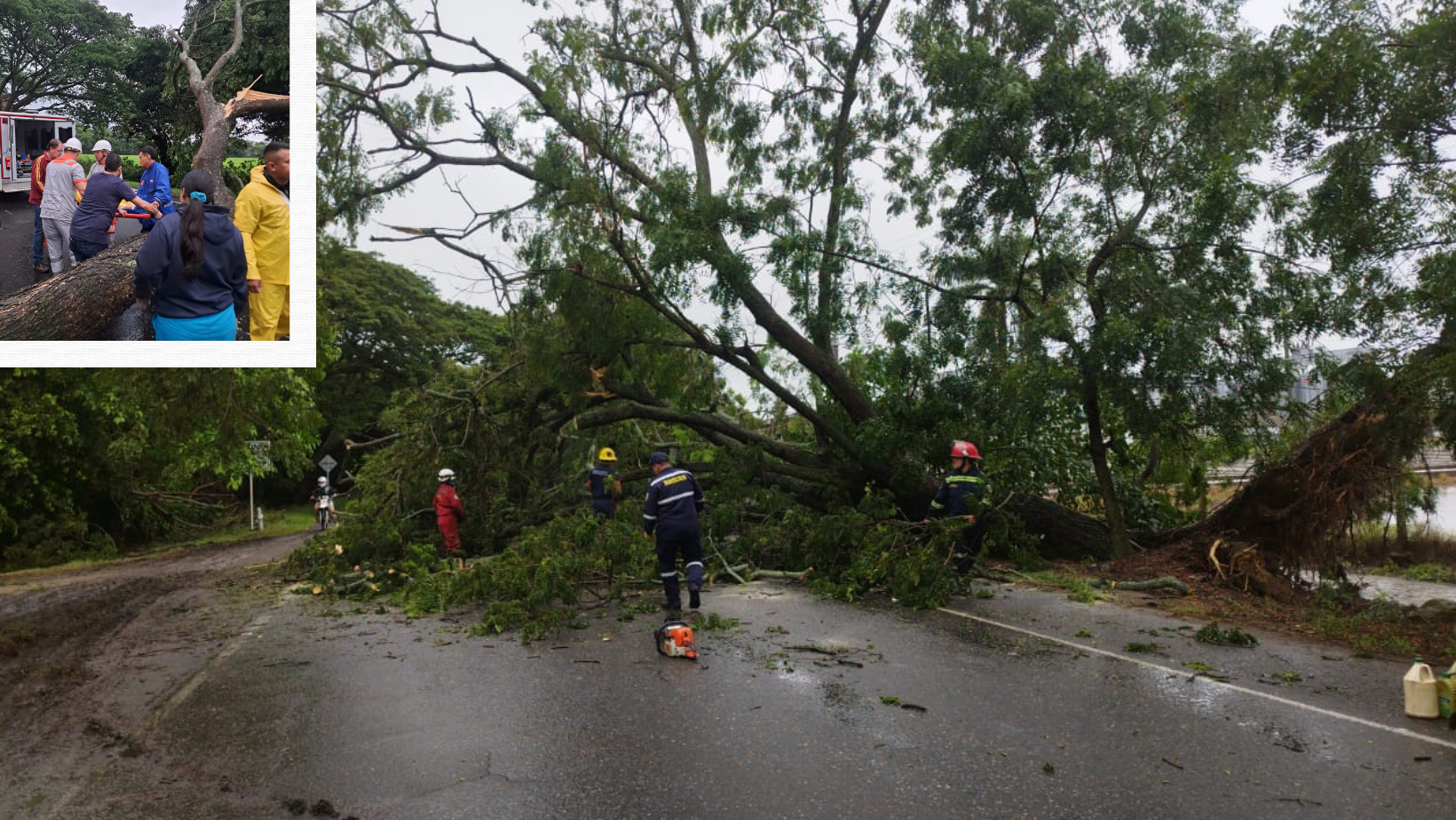 Motociclista muere por caída de árbol en la vía Ibagué – Espinal