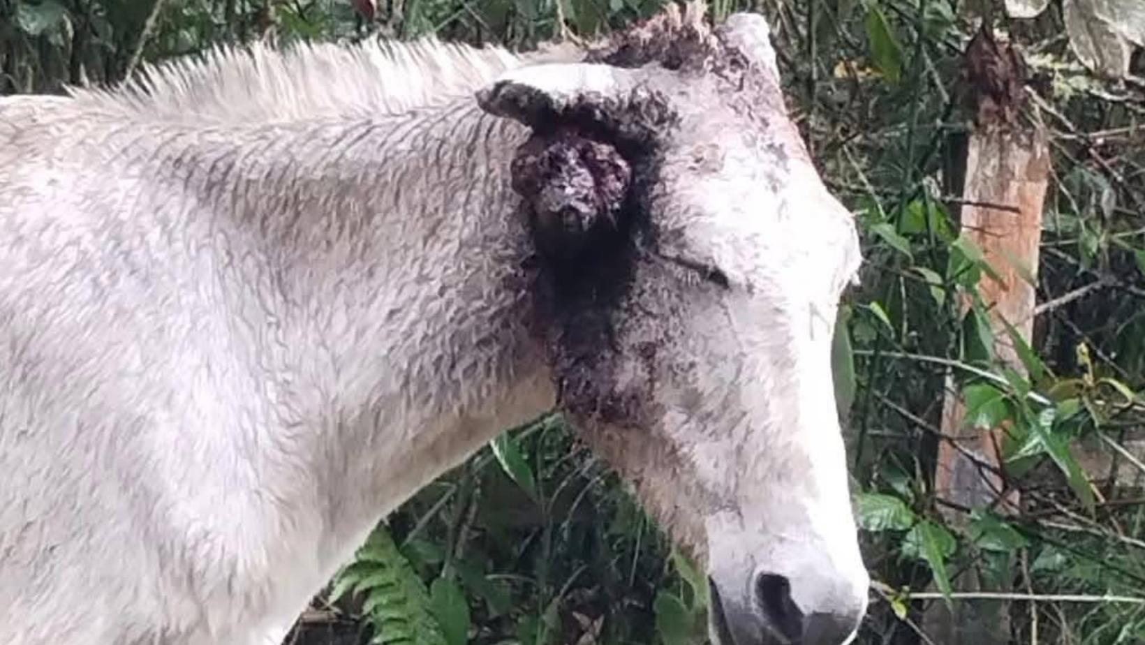 ¡Piden ayuda! ¡Piden ayuda!