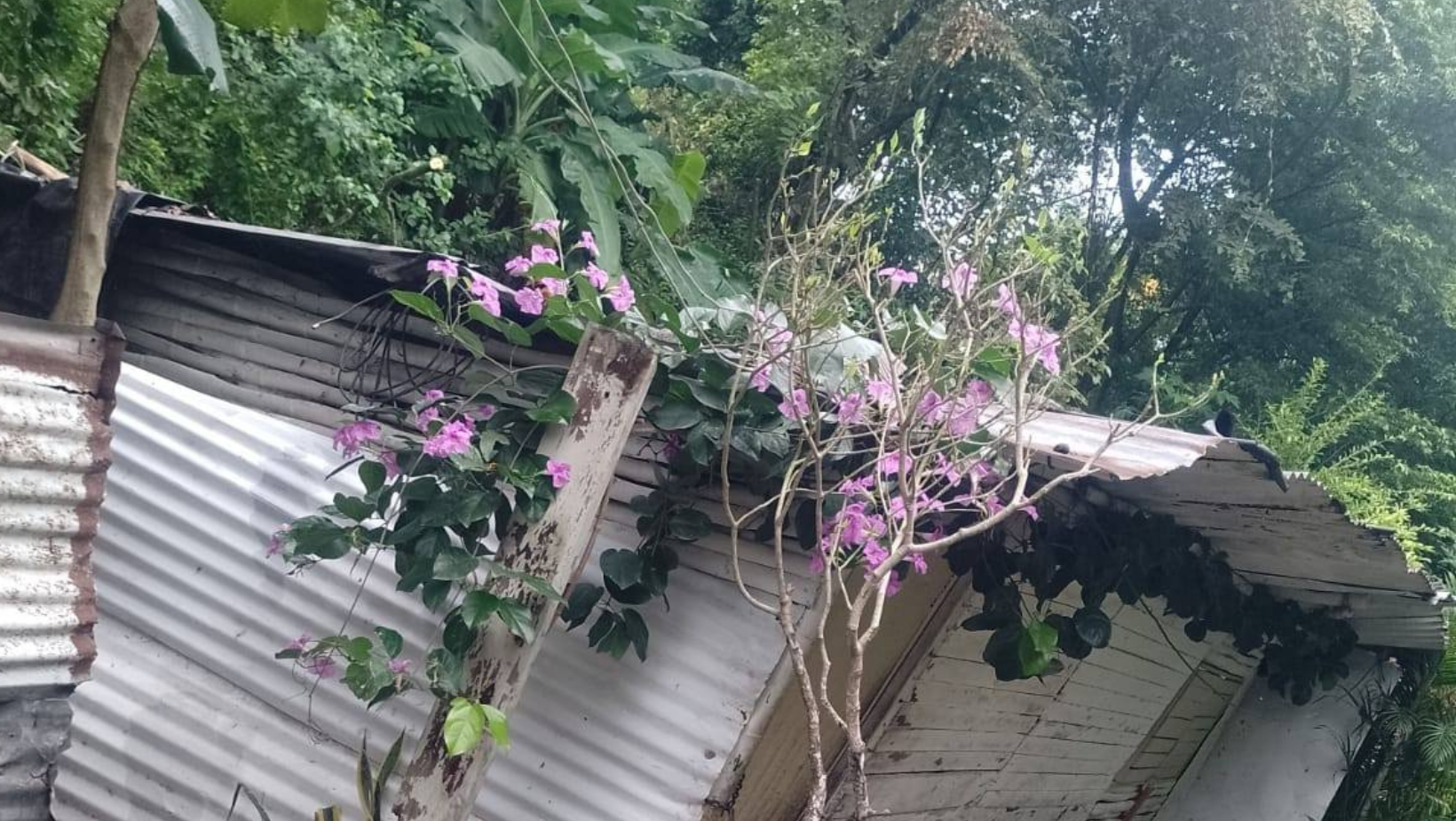 Árbol cayó sobre casa en Honda