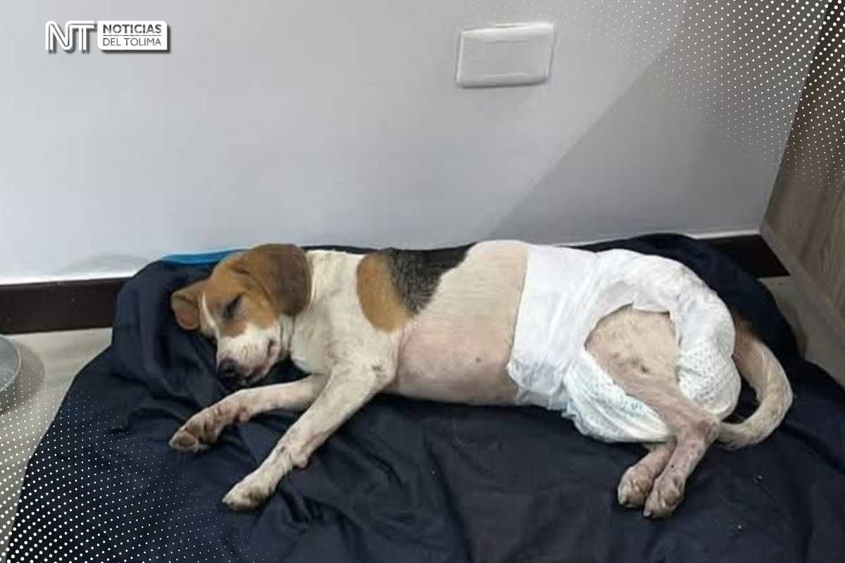 En Lérida: Perrito fue atropellado en medio de la Valida Departamental de Motociclismo