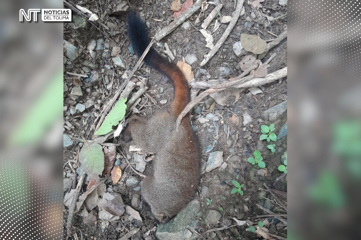 En Chaparral: Siguen muriendo monos