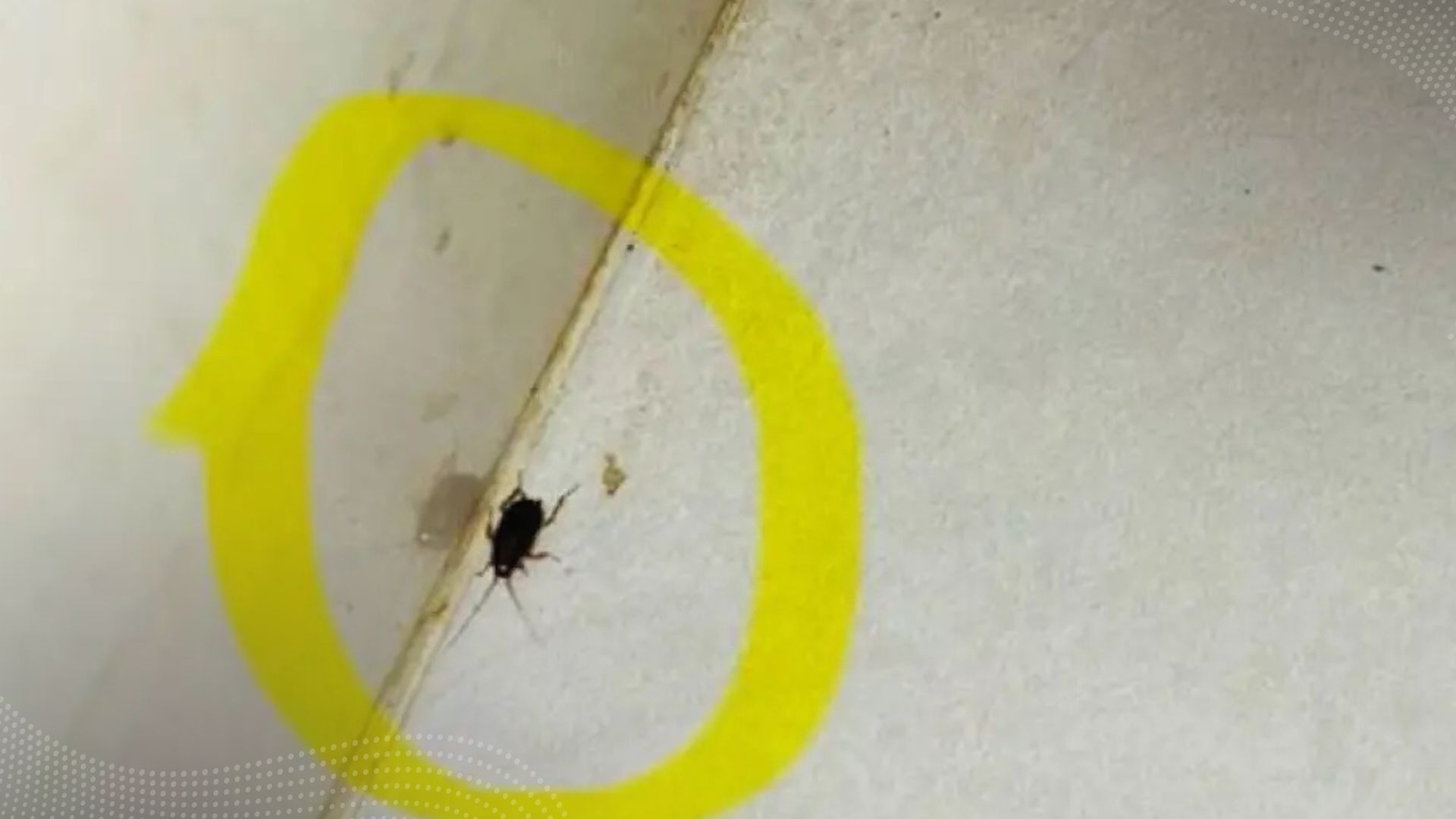 Secretaría de Salud de Ibagué cierra hogar geriátrico por plagas