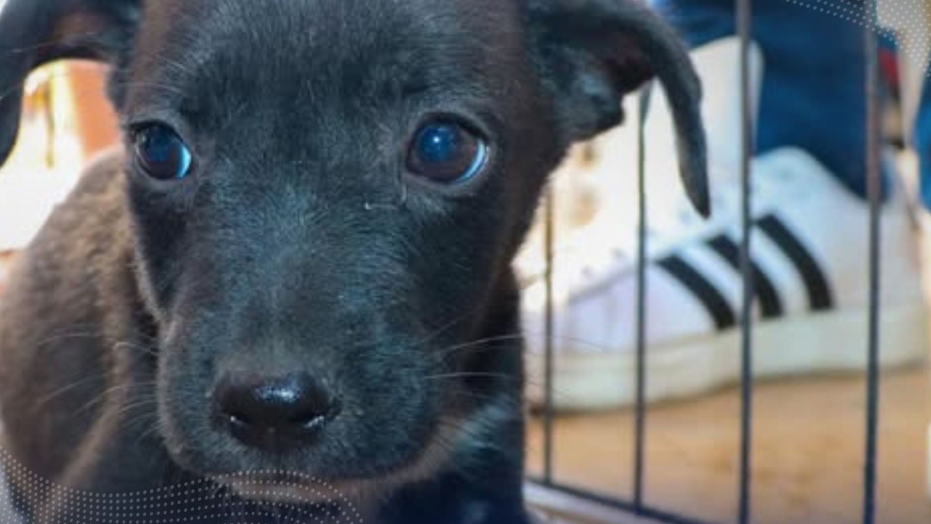 Jornada de adopción busca darle hogar a perros y gatos en Ibagué