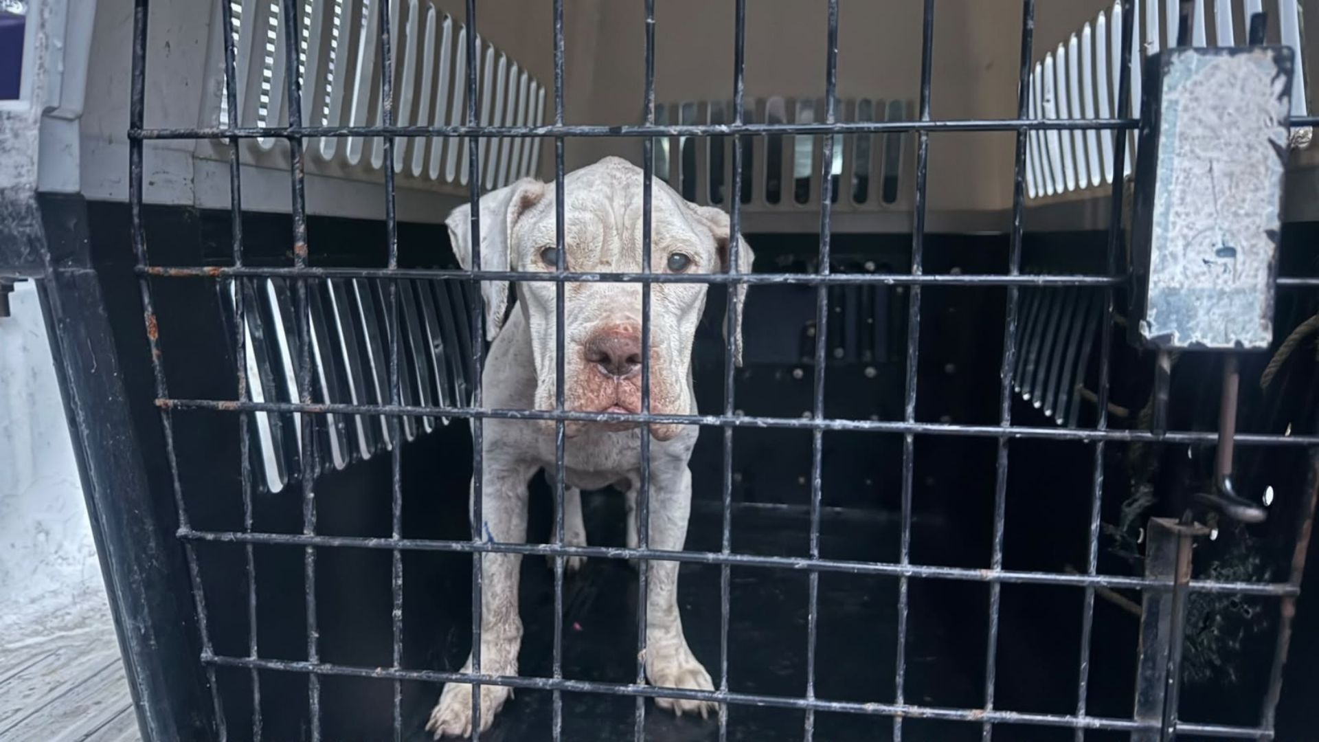 Rescataron a una perrita con desnutrición en la comuna 6 de Ibagué Rescataron a una perrita con desnutrición en la comuna 6 de Ibagué