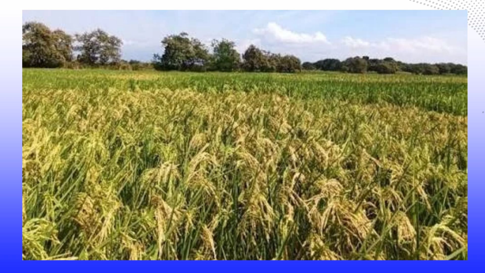 Arroceros del Tolima reclaman medidas para enfrentar dificultades del sector Arroceros del Tolima reclaman medidas para enfrentar dificultades del sector
